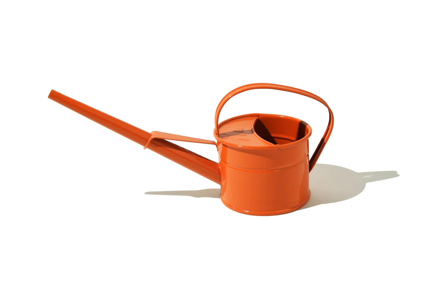 今日もビショップ